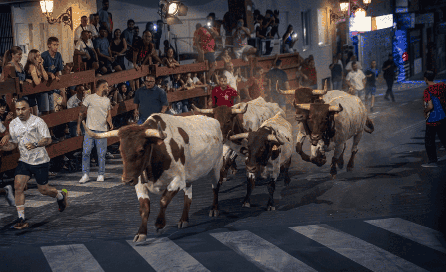 Suelta de reses en la plaza de toros La Tercera tras la cabestrada de San Sebastián de los Reyes 2026.