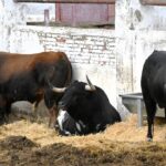 ‘El Cotillo’ y ‘Zalduendo’ son las ganaderías elegidas para los encierros blancos de Sanse 2026