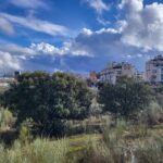 El PSOE de San Sebastián de los Reyes propone crear un Encinar Urbano para salvar centenares de encinas de Cerro del Baile