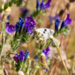 El Ayuntamiento de Tres Cantos impulsa la prevención de alergias con el Mapa Polínico digital