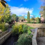 Tres Cantos refuerza la campaña contra la procesionaria con la retirada de 200 nidos en parques y zonas verdes