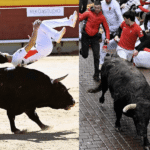 De Sanse a Castellón: toros del encierro blanco protagonistas en el concurso nacional de recortadores