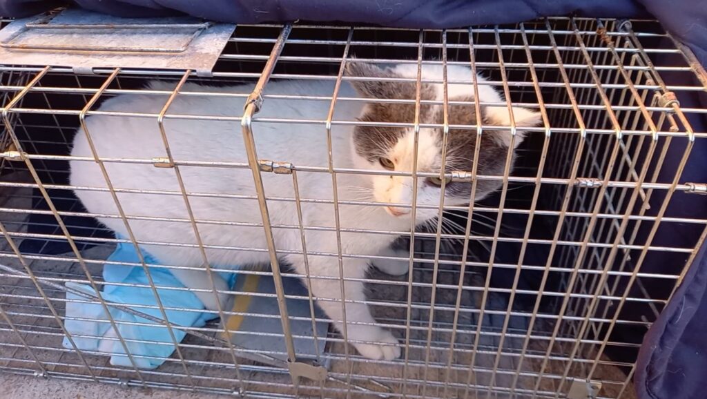 animales de compañia abandonados