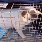 El Ayuntamiento de Alcobendas quiere invertir más de 400.000 euros en la recogida, captura y albergue de animales de compañía abandonados