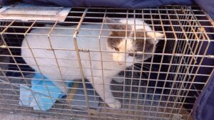 animales de compañia abandonados