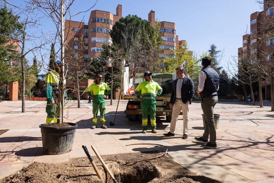 Plantación de nuevos árboles en Tres Cantos durante la campaña 2025-2026