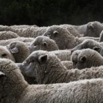 Más de 200 ovejas recorrerán Tres Cantos para acercar la trashumancia y reforzar la prevención de incendios