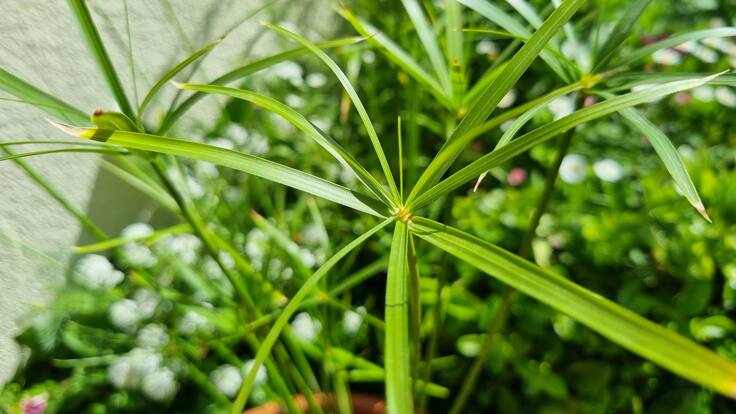 ACOM regalará cerca de dos mil plantas con motivo del Día Mundial del Medio Ambiente