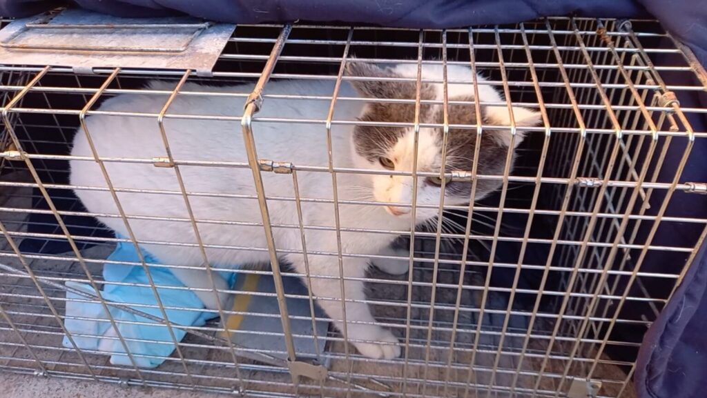 El Ayuntamiento de Alcobendas saca a concurso el servicio de recogida y albergue de los animales de compañía abandonados y la gestión de colonias felinas