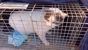 El Ayuntamiento de Alcobendas saca a concurso el servicio de recogida y albergue de los animales de compañía abandonados y la gestión de colonias felinas