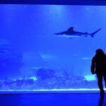 Los vecinos de Alcobendas pueden disfrutar de Atlantis Aquarium por menos de 10 euros