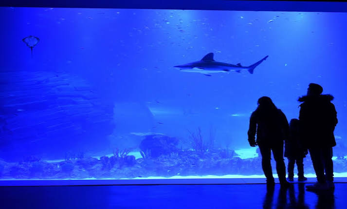 Los vecinos de Alcobendas pueden disfrutar de Atlantis Aquarium por menos de 10 euros