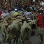 La tradicional cabestrada llega este sábado a las calles de Sanse