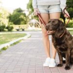 Tres Cantos recuerda el horario de verano para perros y refuerza el control del registro obligatorio de ADN canino