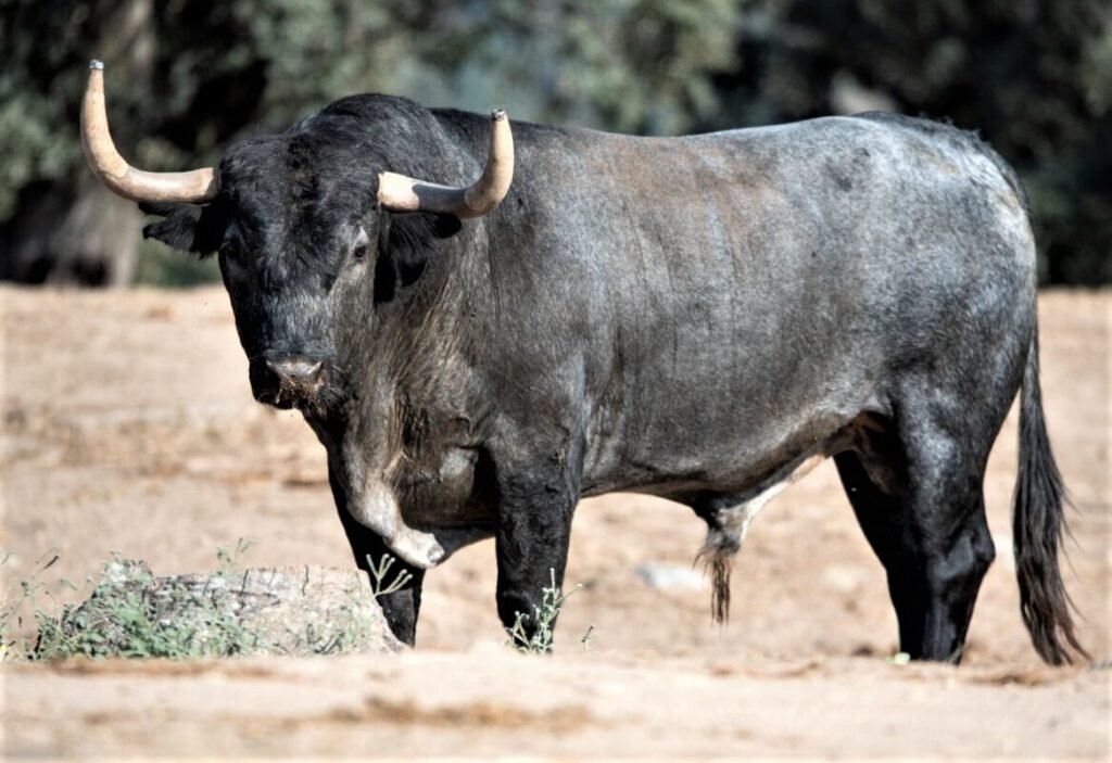 Diego García toreará en la feria de Sotillo de la Adrada