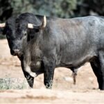 Diego García toreará en la feria de Sotillo de la Adrada