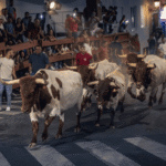 San Sebastián de los Reyes estrenará una suelta de reses en la plaza de toros tras la cabestrada del 22 de agosto