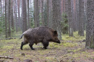 El Ayuntamiento de Sanse licita el contrato para el control y gestión sanitaria de las poblaciones de fauna silvestre