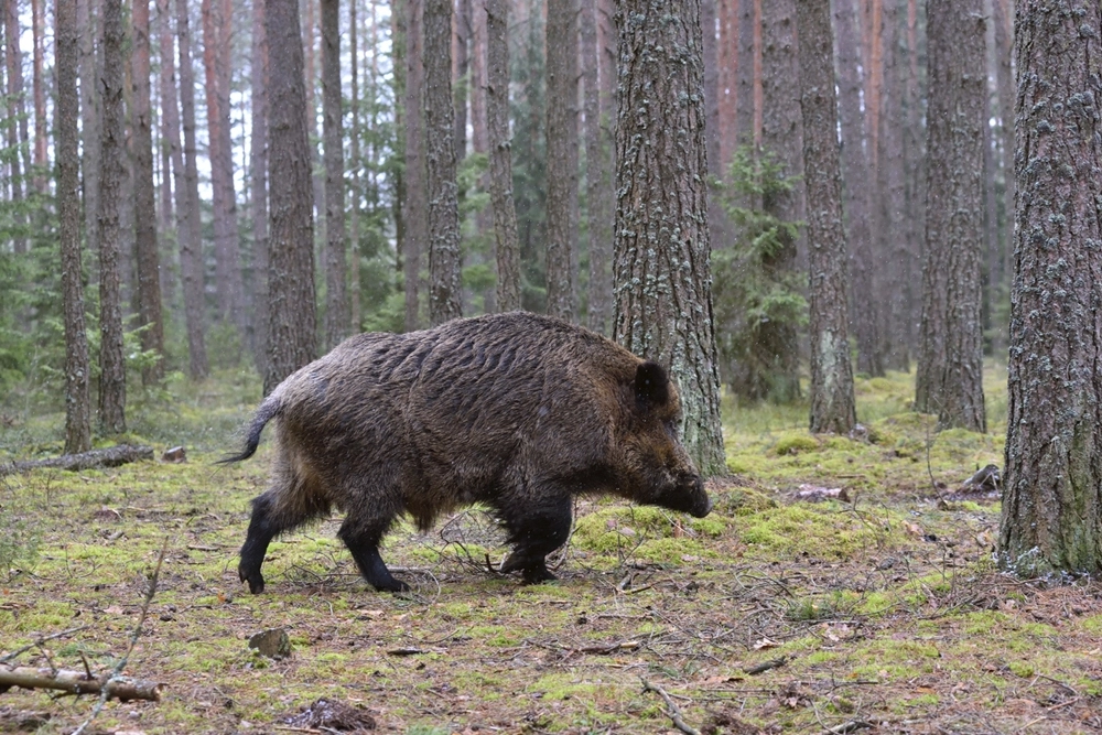 El Ayuntamiento de Sanse licita el contrato para el control y gestión sanitaria de las poblaciones de fauna silvestre