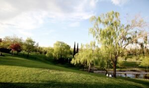 El Ayuntamiento de Alcobendas quiere invertir más de 10 millones de euros en el servicio de gestión integral de las zonas verdes públicas y el arbolado